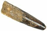 Fossil Spinosaurus Tooth - Feeding Worn Tip #348598-1